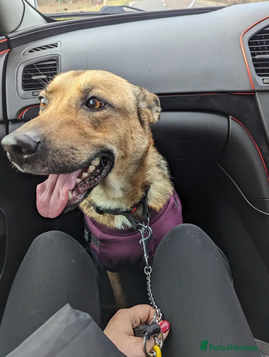 Mixed Breed dogs for sale: German shepherd and jug mixed puppies - Advert 14