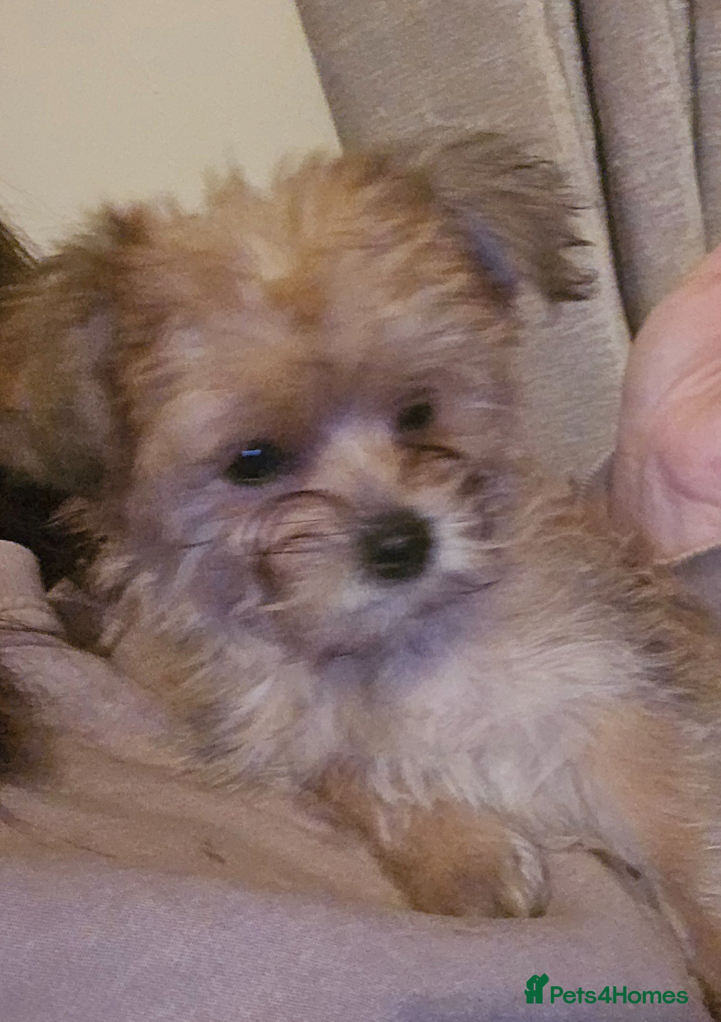 Yorkshire Terrier dogs Ready Now! Yorkshire Terrier Puppies - Advert 1