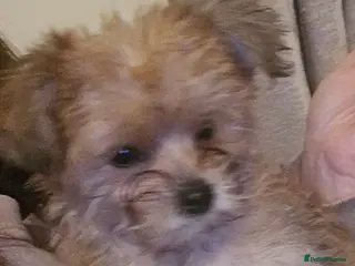 Yorkshire Terrier dogs Ready Now! Yorkshire Terrier Puppies - Advert 1