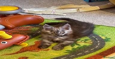 Maine Coon cats in Tunbridge Wells - Advert 11