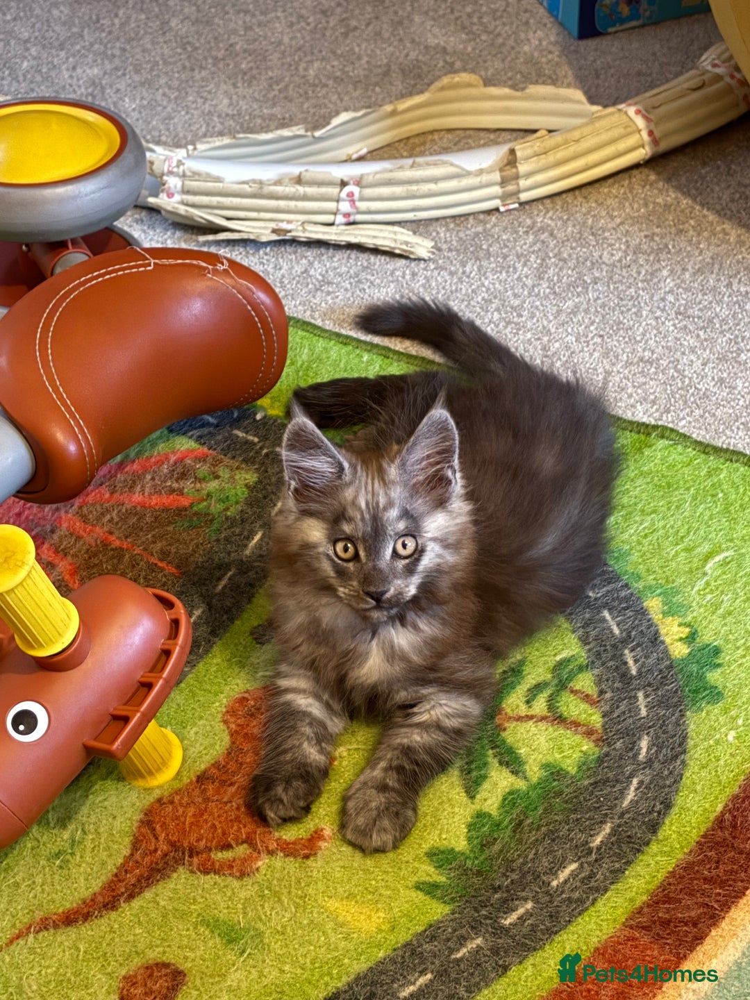 Maine Coon cats for sale: Maine Coon baby boy in Tunbridge Wells - Image 3