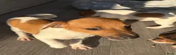 Jack Russell dogs for sale: Ready now Jack Russell puppies for sale!! in Gloucester - Advert 14