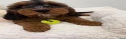 Cockapoo dogs for sale: Beautiful f1 sable pups. Full DNA & health clear. - Advert 1
