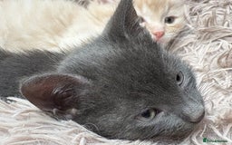 Bengal cats for sale: Bengal Mixed Litter - 2 Ginger & 1 Blue/Grey - Image 4