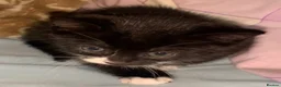 Mixed Breed cats for sale: Beautiful litter of kittens ❤️  in Liverpool - Advert 4