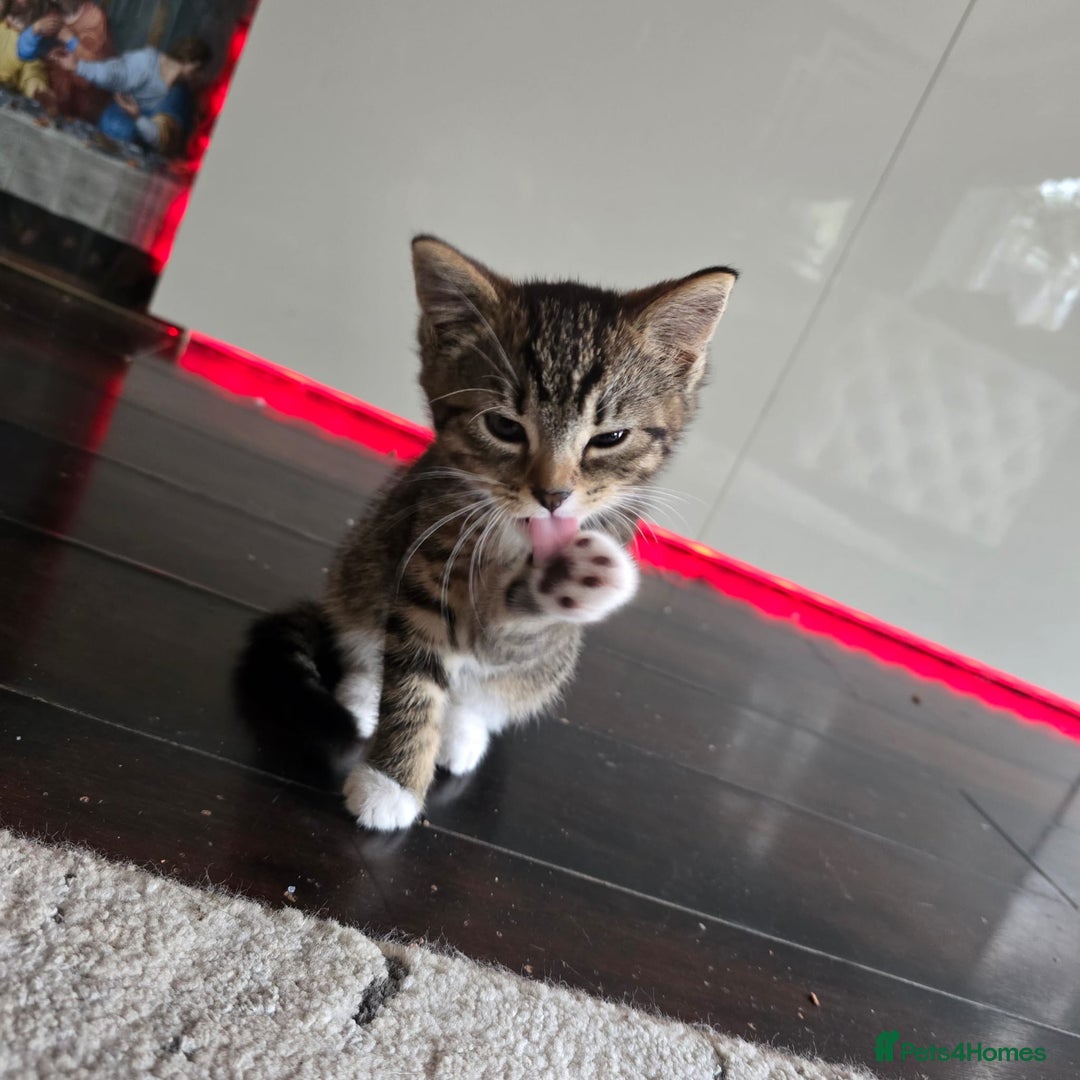 Mixed Breed cats for sale: Stunning kittens - Image 5
