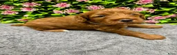 Cockapoo dogs for sale: Beautiful Loving Cockerpoo’s in London - Advert 9