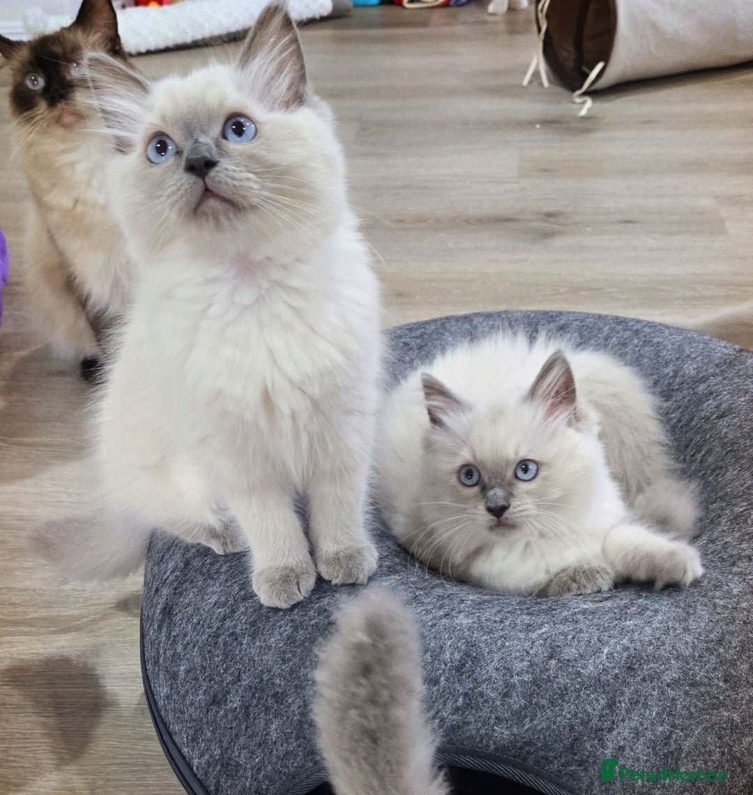 Ragdoll cats for sale:  beautiful Rag doll kittens raised at home - Image 6
