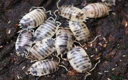 Mixed Breed invertebrates for sale: Isopods, clean up crew terrarium - Image 5
