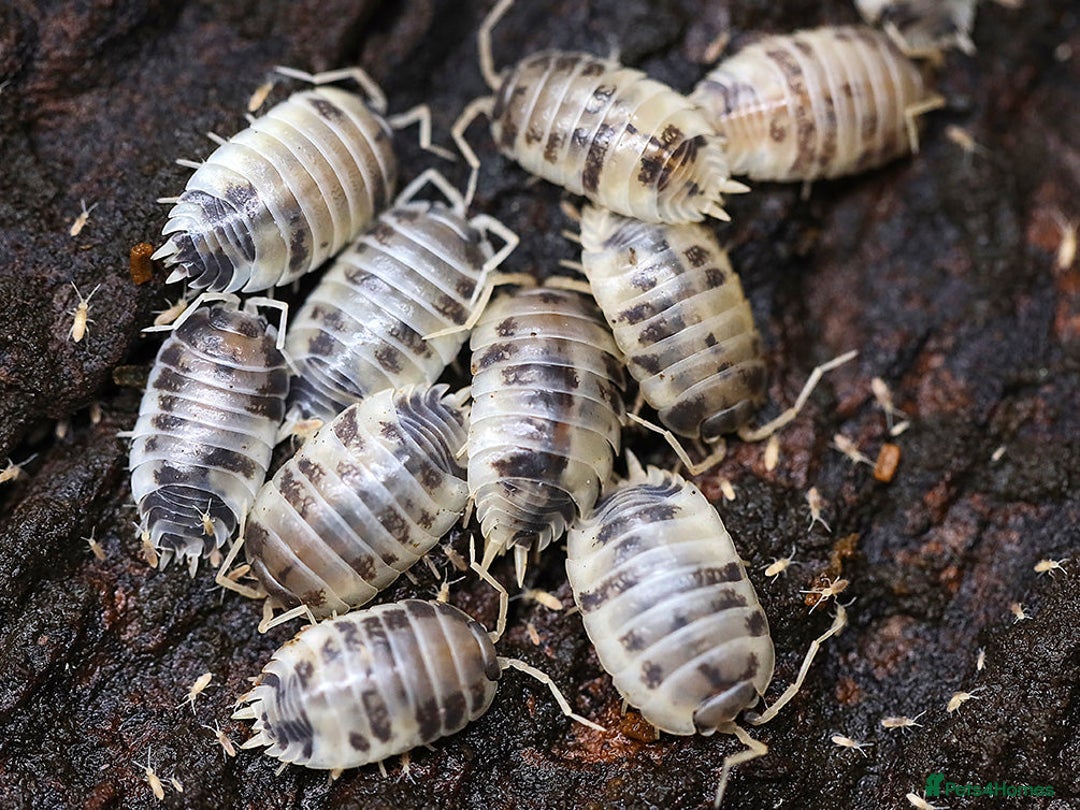 Mixed Breed invertebrates for sale: Isopods, clean up crew terrarium - Image 5