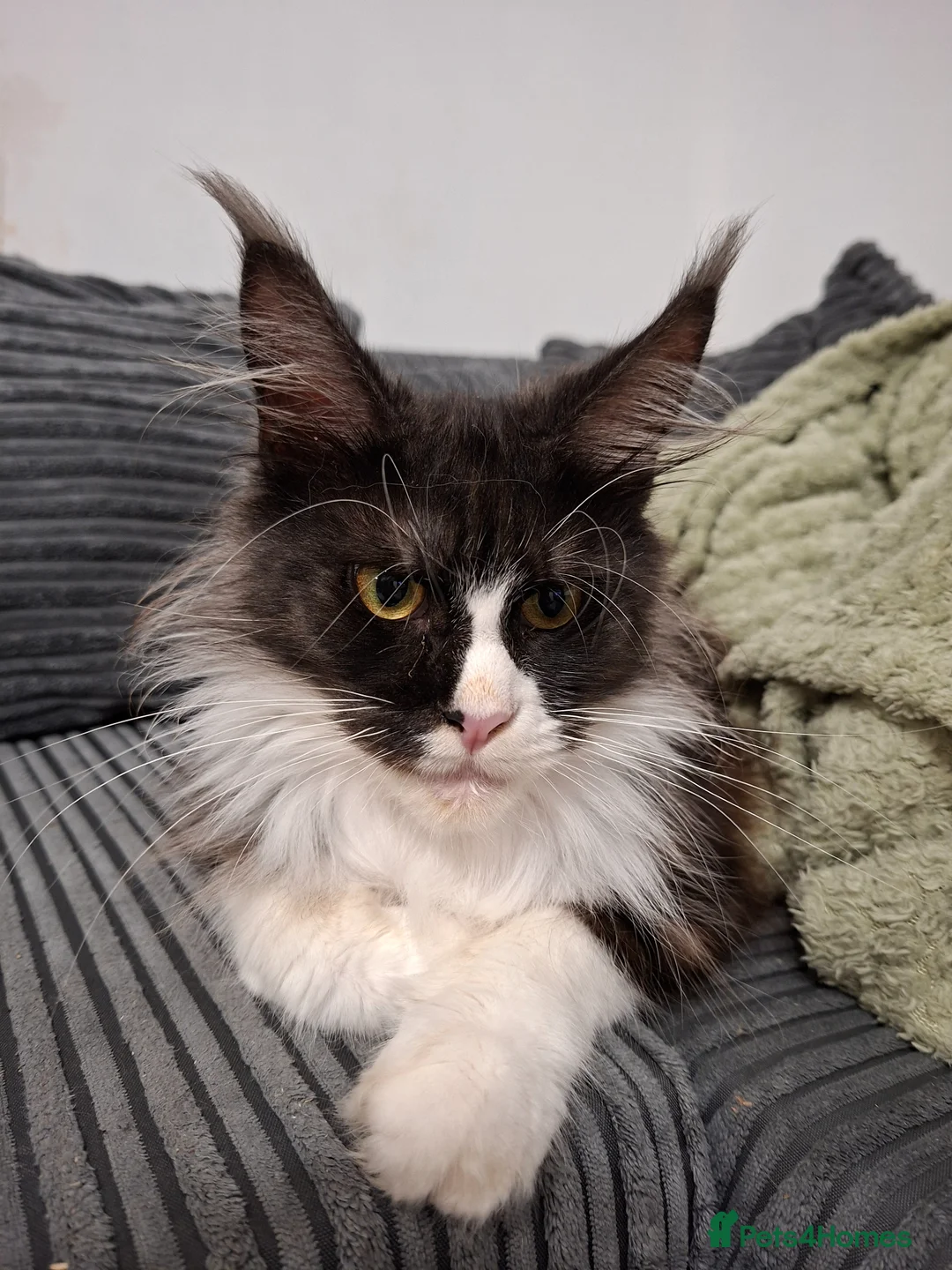 Maine Coon cats for sale: Maine Conn girl - Advert 1