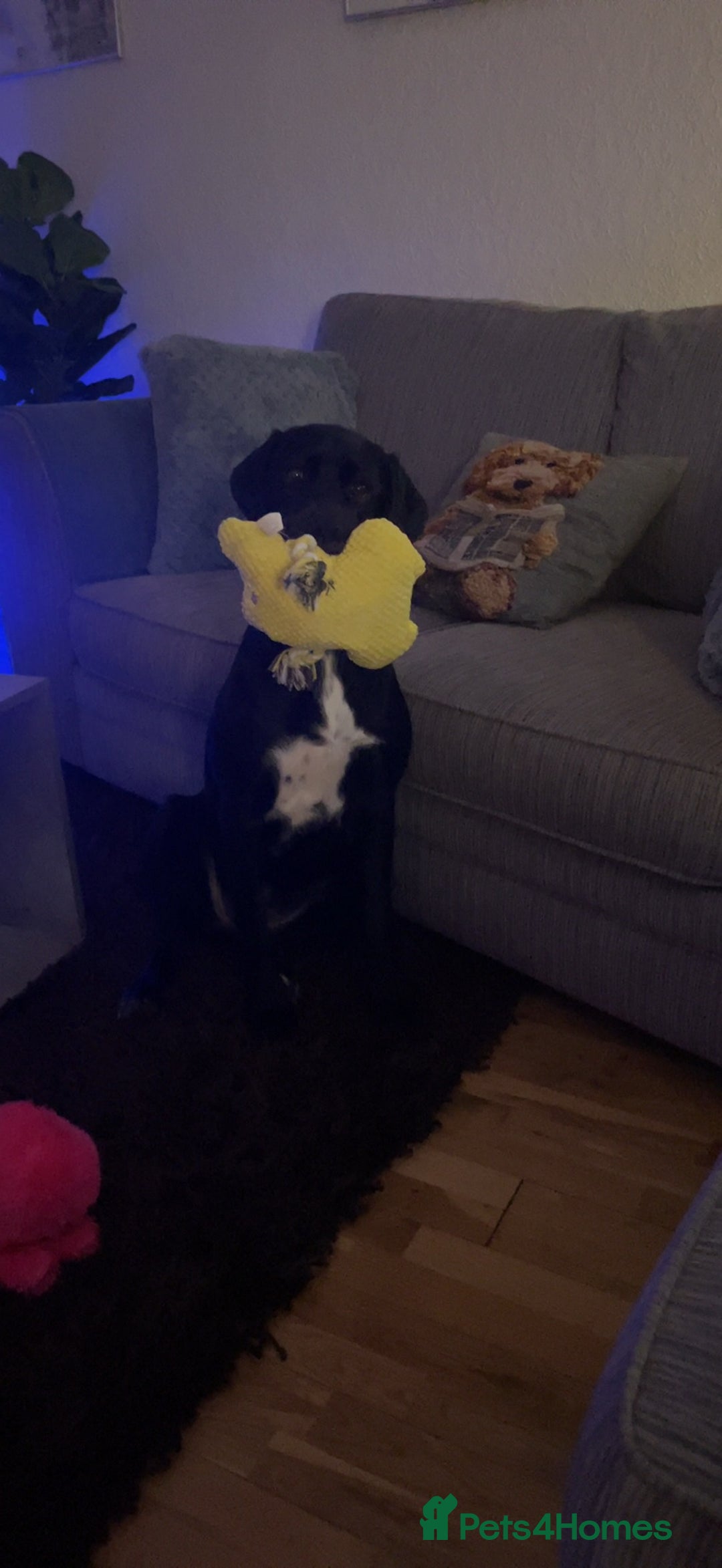 Mixed Breed dogs for sale: Beautiful black lab x boingle mix called nelly - Image 3