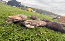 Ferret rodents for sale: Ferrets  - Image 2