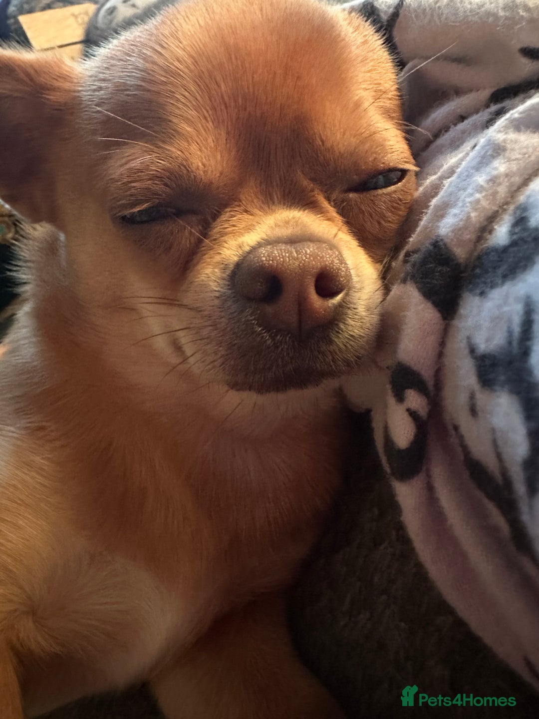 Chihuahua dogs for stud: Chihuahua short hair  - Advert 12