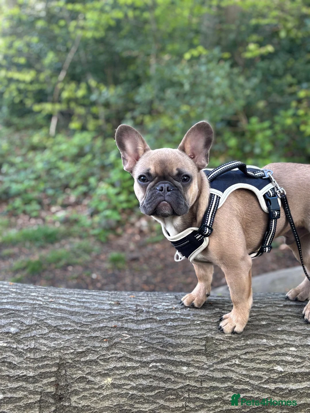 French Bulldog dogs for sale: French Bulldog Male - Advert 1