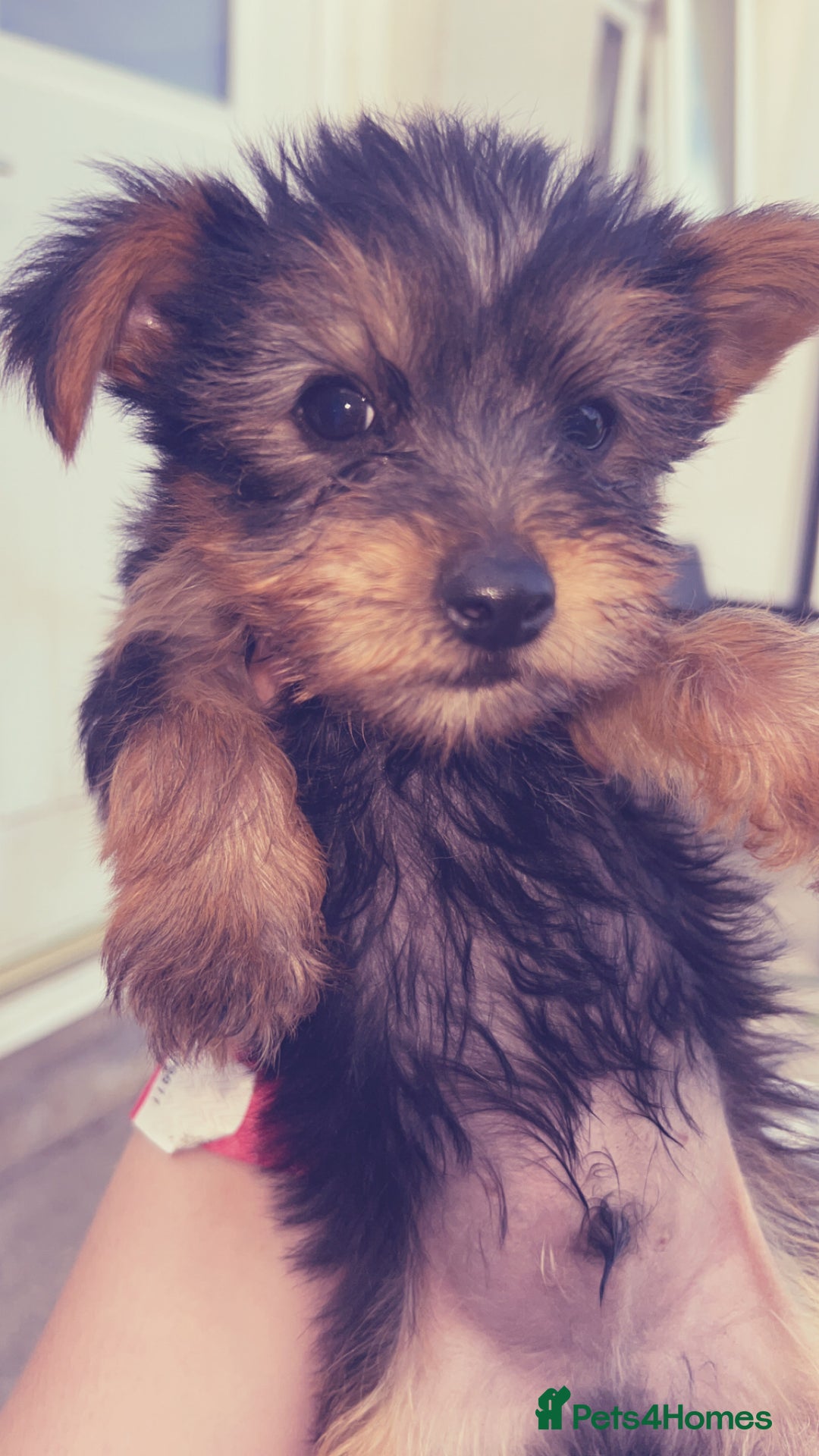 Yorkshire Terrier dogs for sale: Outstanding Yorkshire terriers - Image 4