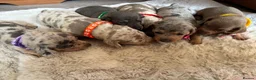 Miniature Dachshund dogs for sale: Miniature Dachshunds  in Worcester - Advert 1