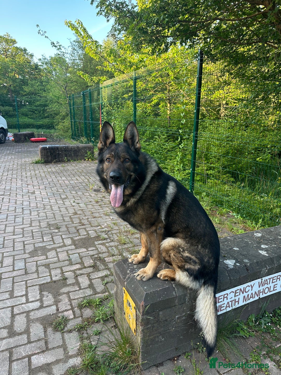 German Shepherd dogs for stud: Solid GSD for stud  in Wokingham - Image 1