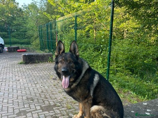 German Shepherd dogs in Wokingham - Advert 10
