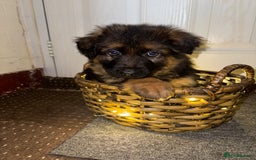 German Shepherd dogs for sale: Gorgeous 10 GSD Puppies Looking For Their Homes - Image 9