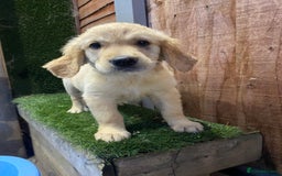 Golden Retriever dogs for sale: KC REGISTERED ®️ GOLDEN RETRIEVER PUPPIES 🐶 ❤️ - Image 36