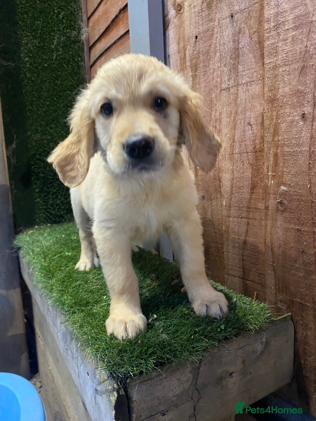 Golden Retriever dogs for sale: KC REGISTERED ®️ GOLDEN RETRIEVER PUPPIES 🐶 ❤️ - Image 36