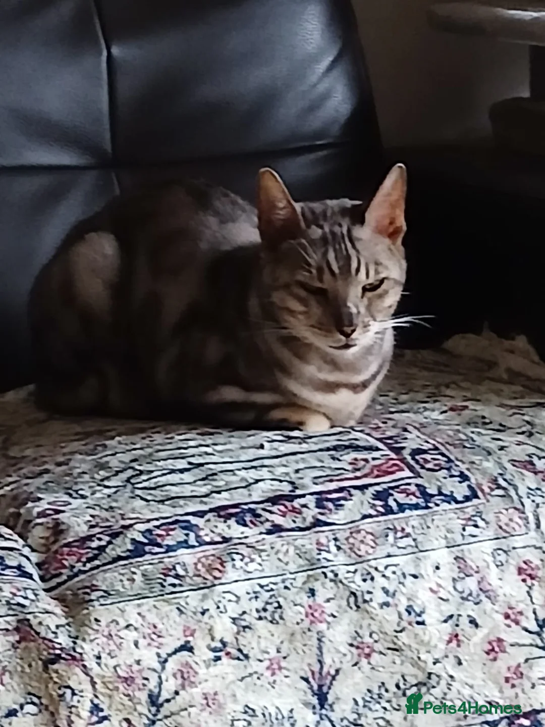 Bengal cats for sale: 3 Pedigree Cats. Must Stay Together .Urgent - Advert 10