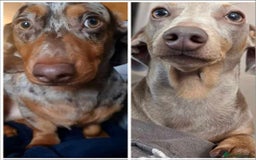 Miniature Dachshund dogs for sale: Martha & Arthur £600 for both  - Image 6