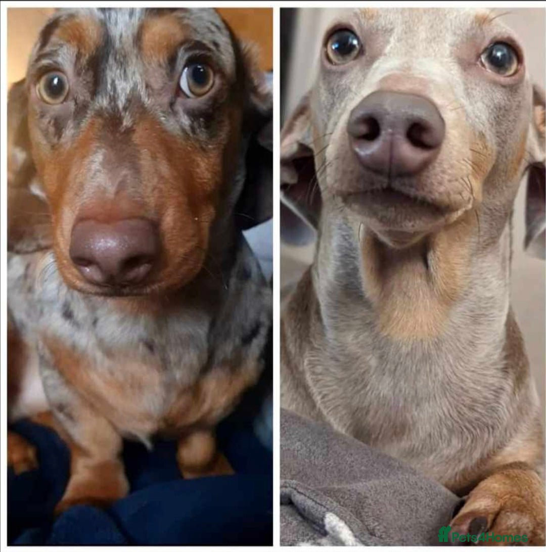 Miniature Dachshund dogs for sale: Martha & Arthur £600 for both  - Image 6
