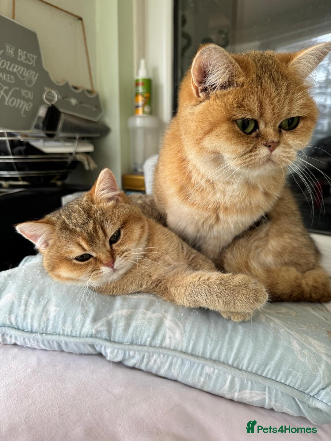 British Shorthair cats for sale: beautiful nature Golden BSH boys  - Image 8