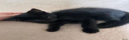 Mixed Breed cats for sale: 3 adorable kittens for sale - Advert 7