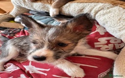 Mixed Breed dogs for sale: Siberian Husky X Staff/Lhasa Apso. Only 2 left!!  - Image 15