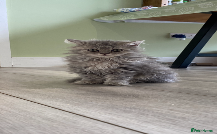 Selkirk Rex cats - Advert 2