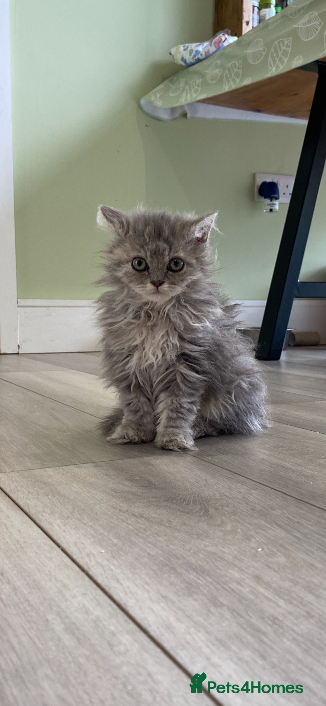 Selkirk Rex cats for sale: Beautiful selkirkrex babies - Image 1