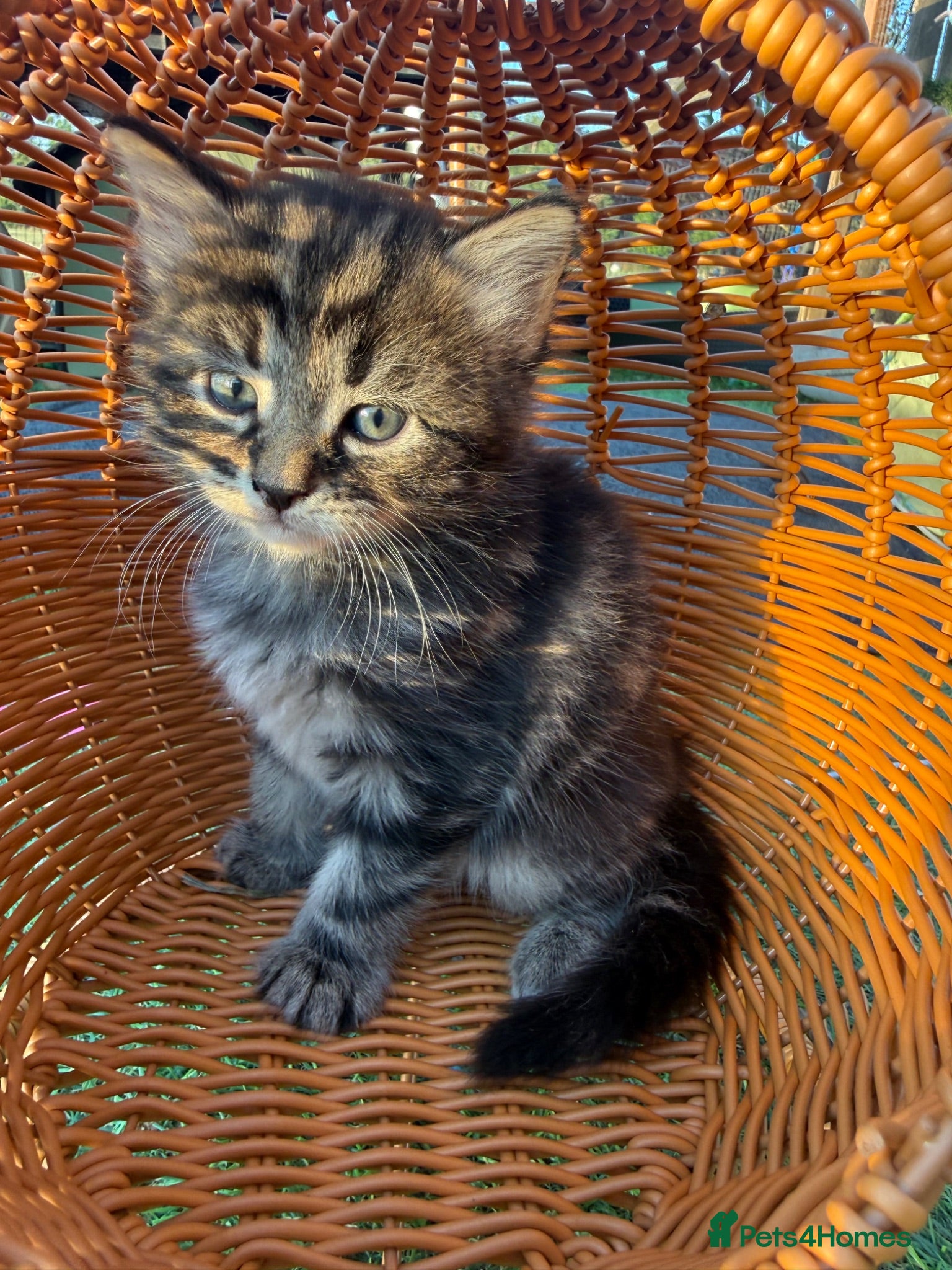 Mixed Breed cats Longhaired Black & Dark Tabby Chunky Kittens - Advert 1
