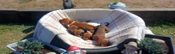 Dachshund dogs for sale: OUTSTANDING KC reg, smooth,standard dachshund  - Advert 10