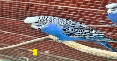 Budgerigars birds - Advert 5