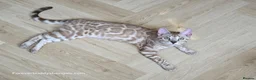 Bengal cats for sale: Bengal Brother & Sister  - Advert 1