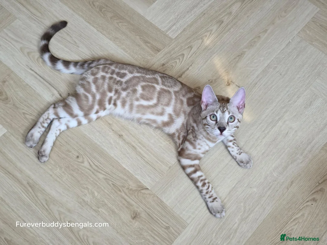 Bengal cats for sale: Bengal Brother & Sister  - Advert 1