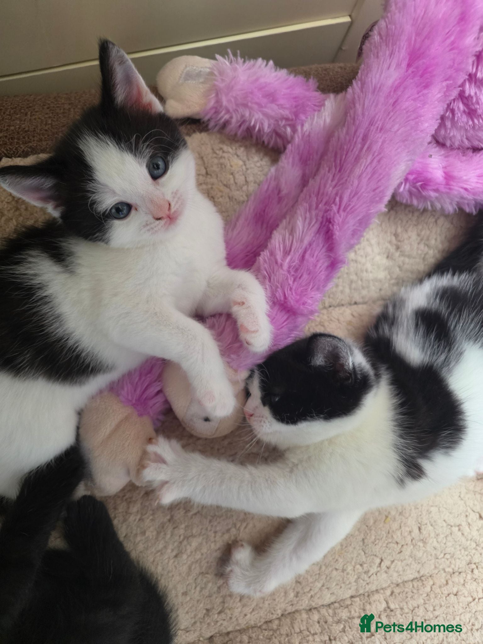 Mixed Breed cats 5 kittens looking for loving family  - Advert 1