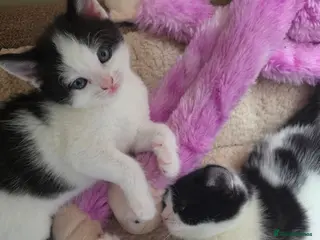 Mixed Breed cats 5 kittens looking for loving family - Advert 1