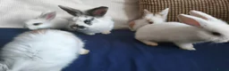 Mixed Breed rabbits for sale: CUTE FRIENDLY BUNNIES READY FOR FOREVER HOMES - Advert 20