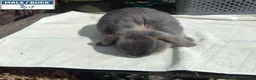 Mini Lop rabbits for sale: Pretty Female & Male Baby Rabbits - Advert 4