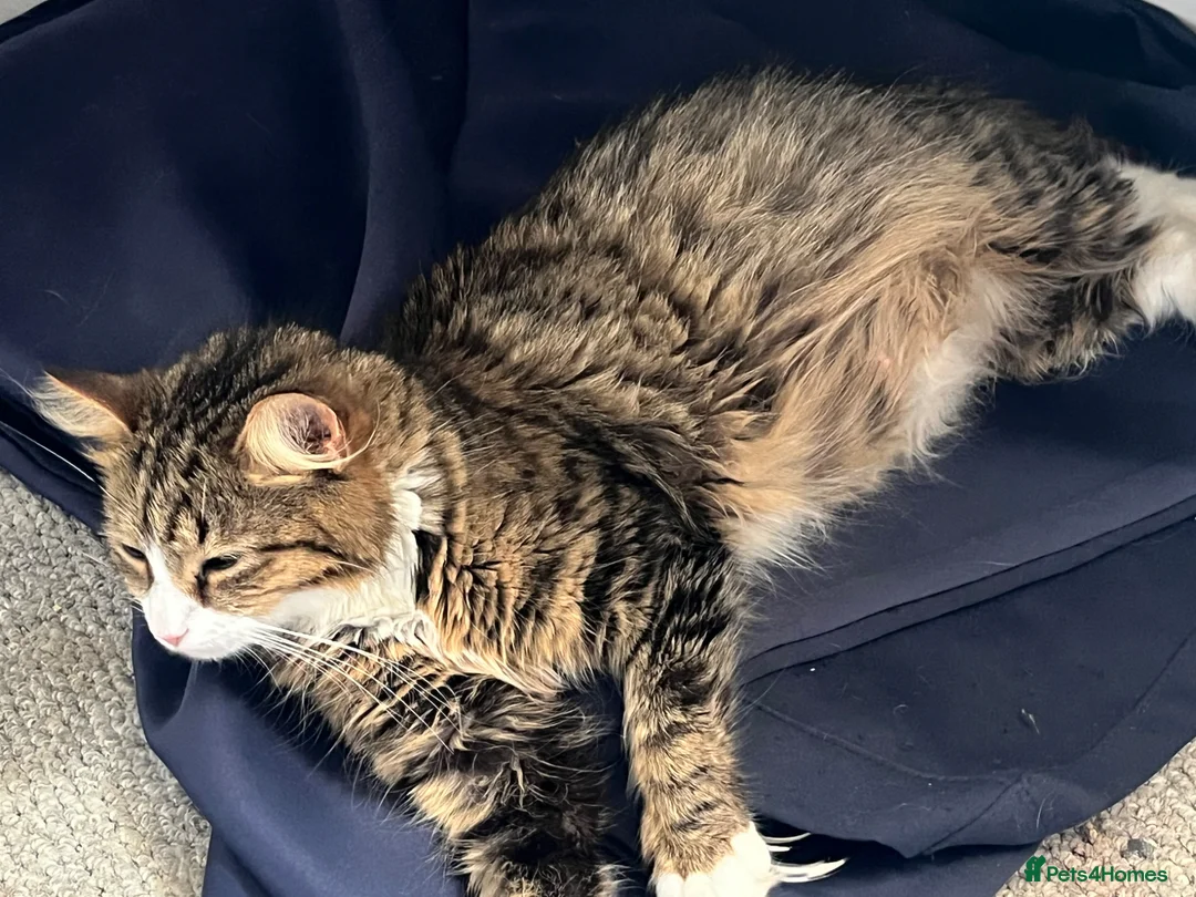 British Shorthair cats for sale: 6 beautiful kittens  - Advert 1