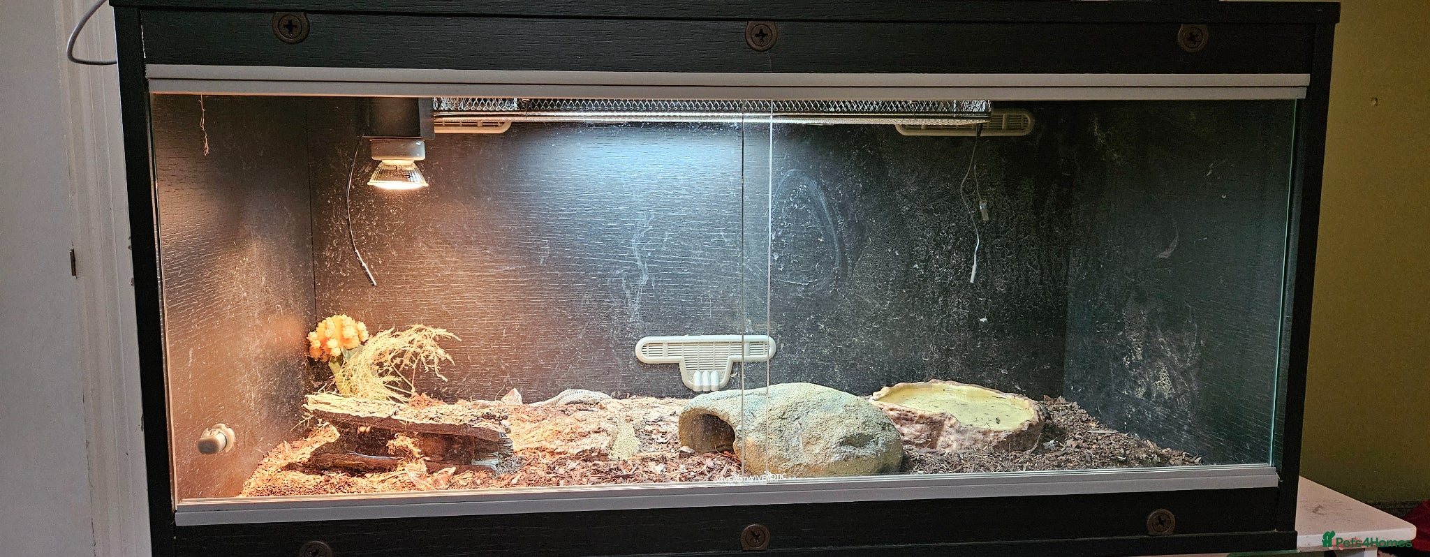 Snake reptiles for sale: Western Hognose snake and full setup - Advert 3