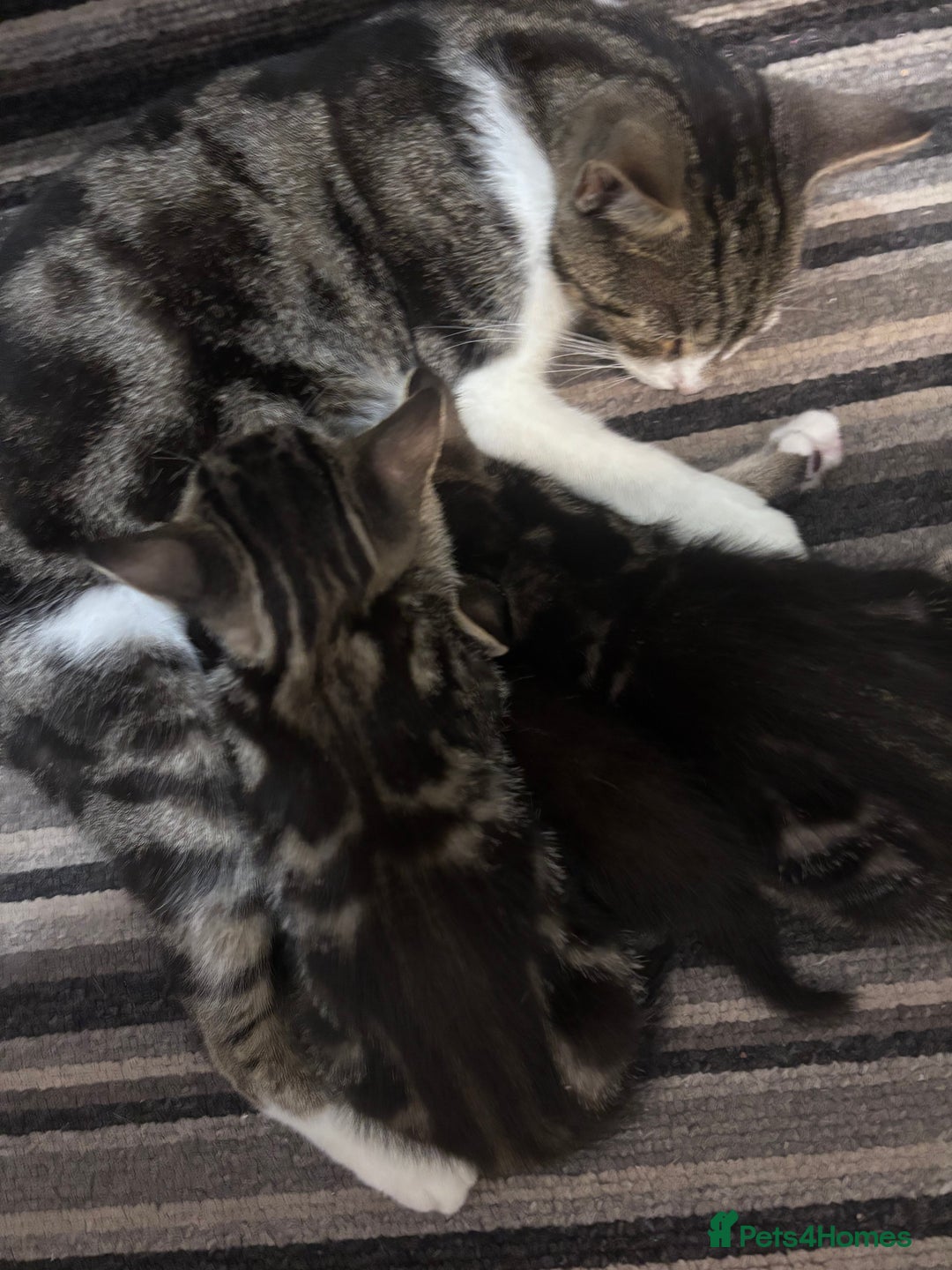 Mixed Breed cats for sale: 2 female Dark tabby kittens for sale - Image 3