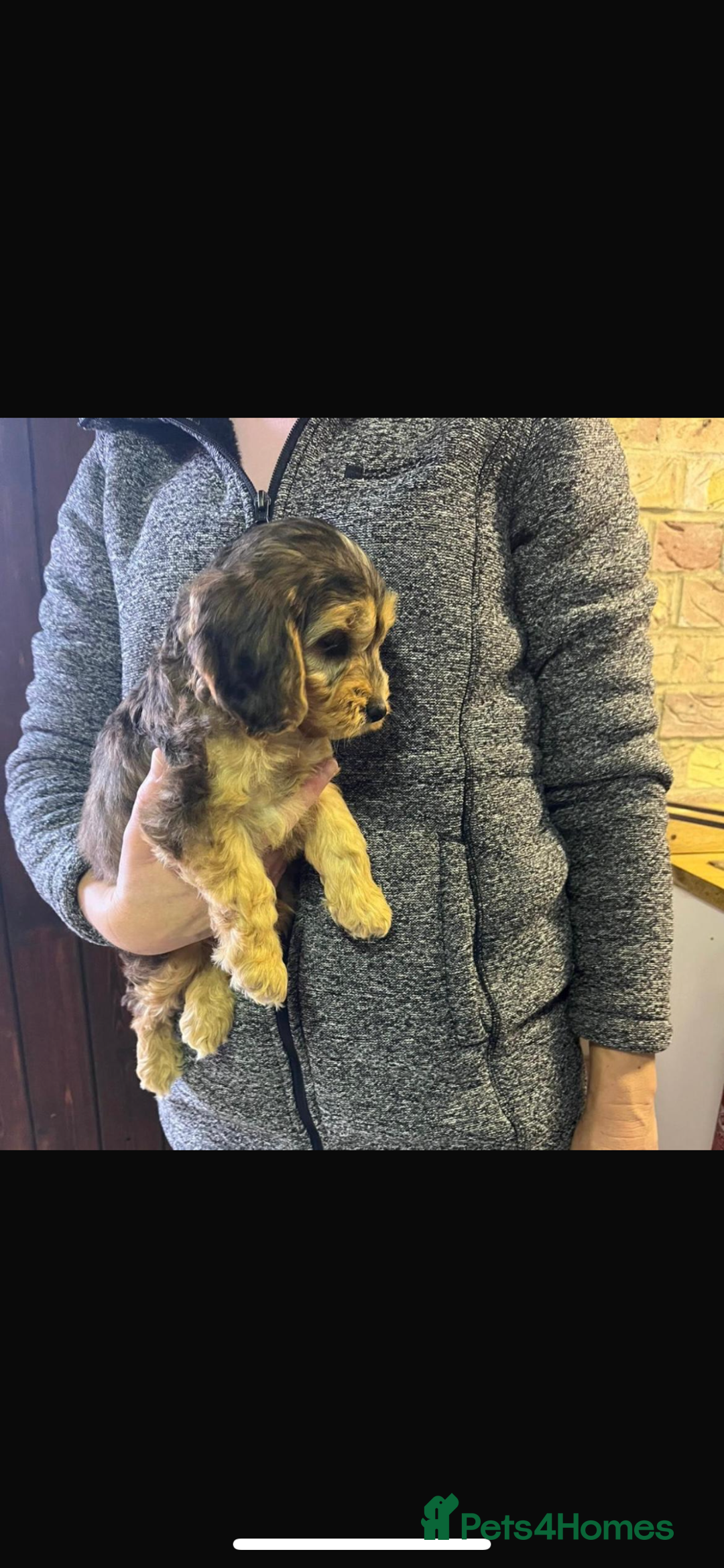 Cockapoo dogs for sale: Adorable show cocker poo puppies - Image 5