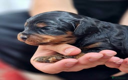 Cavapoo dogs for sale: Top quality cavapoo pups health test KCreg parents - Image 1