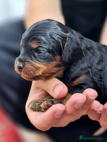 Cavapoo dogs - Advert 3