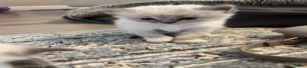 Ragdoll Kitten 3